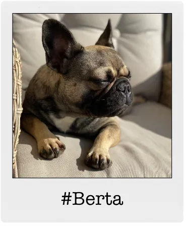 Berta Büro-Hund fairbeamtet